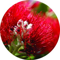 Pohutukawa